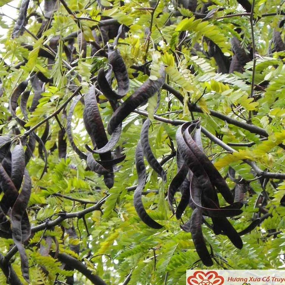 Hạt giống Cây Bồ Kết Cây- ( gói 10 Hạt)-CBK - Hạt giống