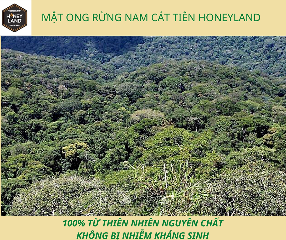 Mật ong rừng Nam Cát Tiên Honeyland 730g mật ong thiên nhiên ...