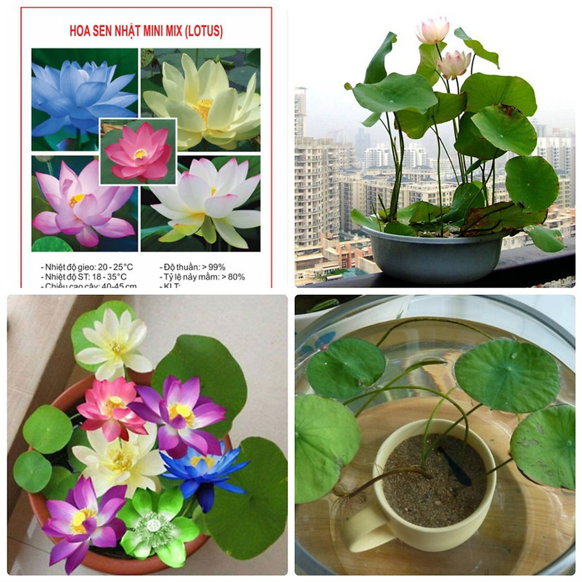 Hạt giống Hoa Sen Mini Nhật ( Màu Ngẫu Nhiên ) - Nông Sản Vàng