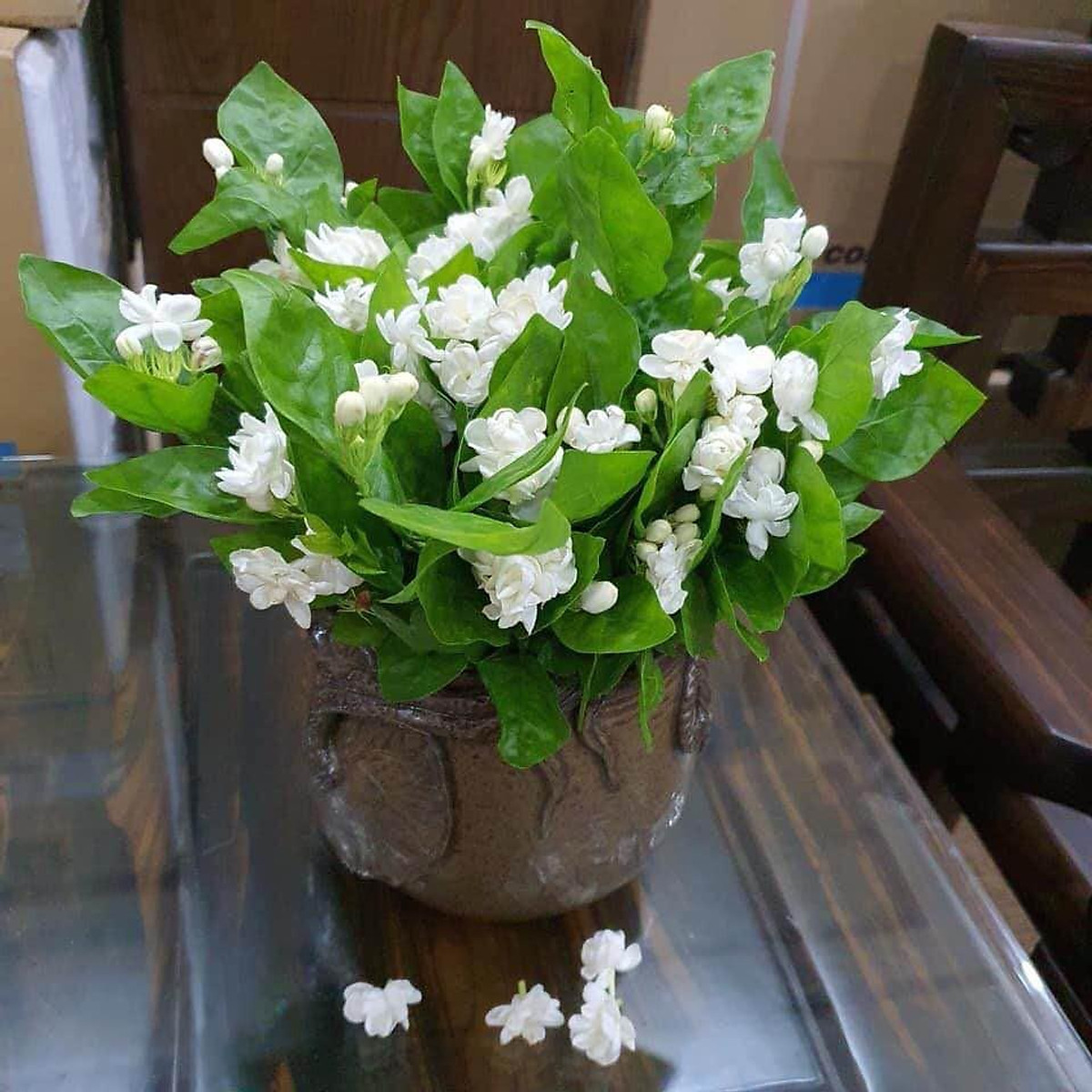 Hình Nền Hoa Nhài Đẹp Tao Nhã Thu Hút Năng Lượng Tích Cực  Trường THPT  Vĩnh Thắng