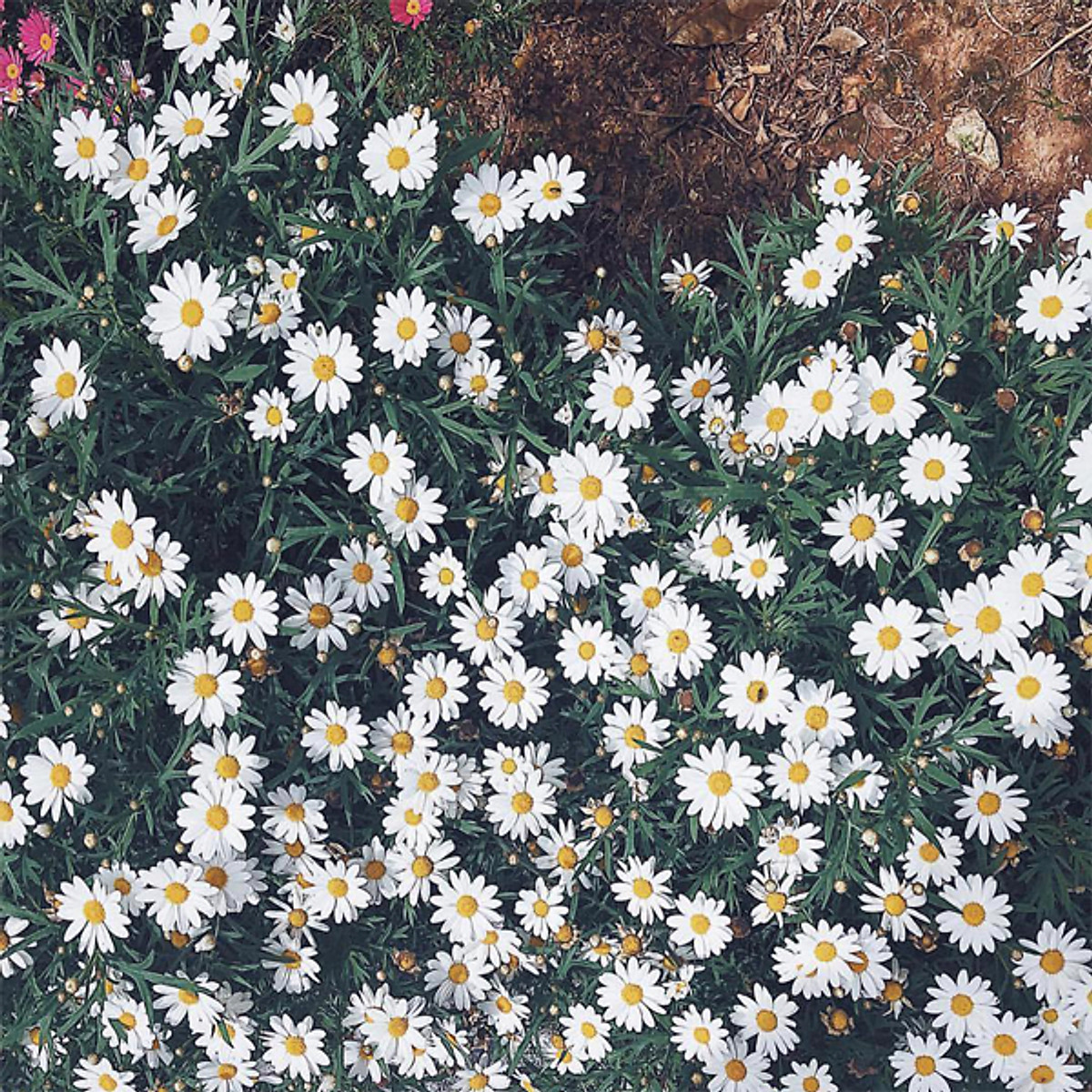Hình nền hoa cúc trắng đẹp nhất  Văn Hóa Học
