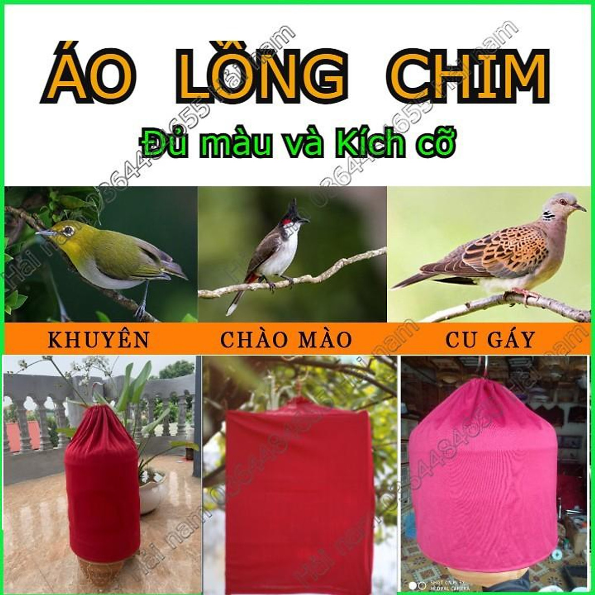 Kỹ thuật nuôi và cách chăm sóc chim Chào mào hót hay như ý muốn – Chim Cảnh  Việt