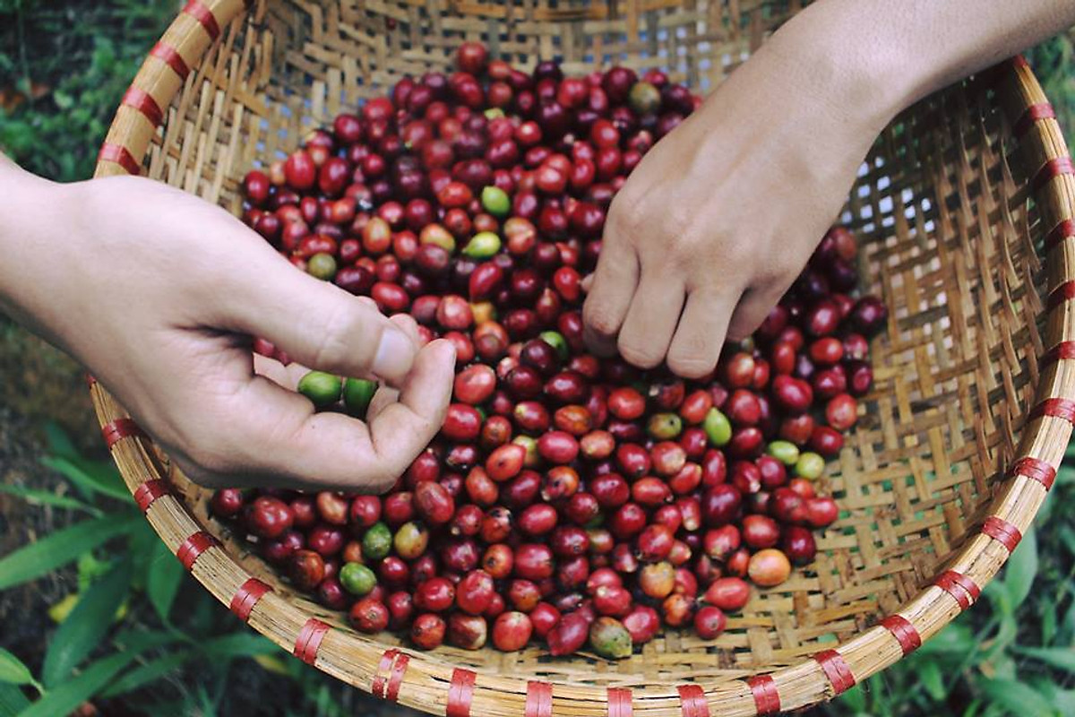Cà phê Cuil Arabica Cầu Đất Rang Xay 500g - The Kaffeine