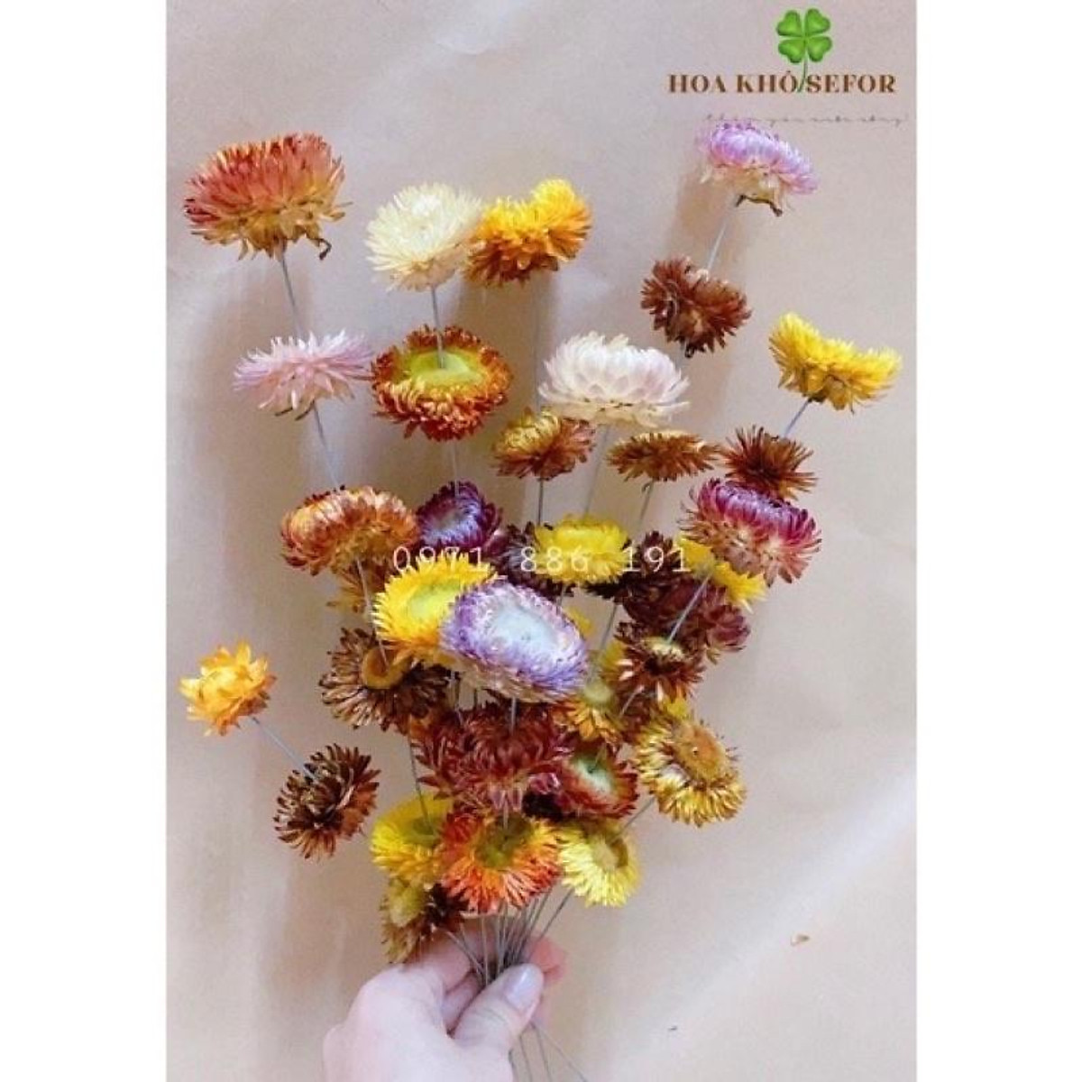Mua Hoa Bất Tử ️ Hoa khô Cúc Bất Tử trang trí cực đẹp (Hàng loại 1) | Tiki Mua Hoa Bất Tử ️ Hoa Khô Cúc Bất Tử Trang Trí Cực Đẹp (Hàng Loại 1) | Tiki
