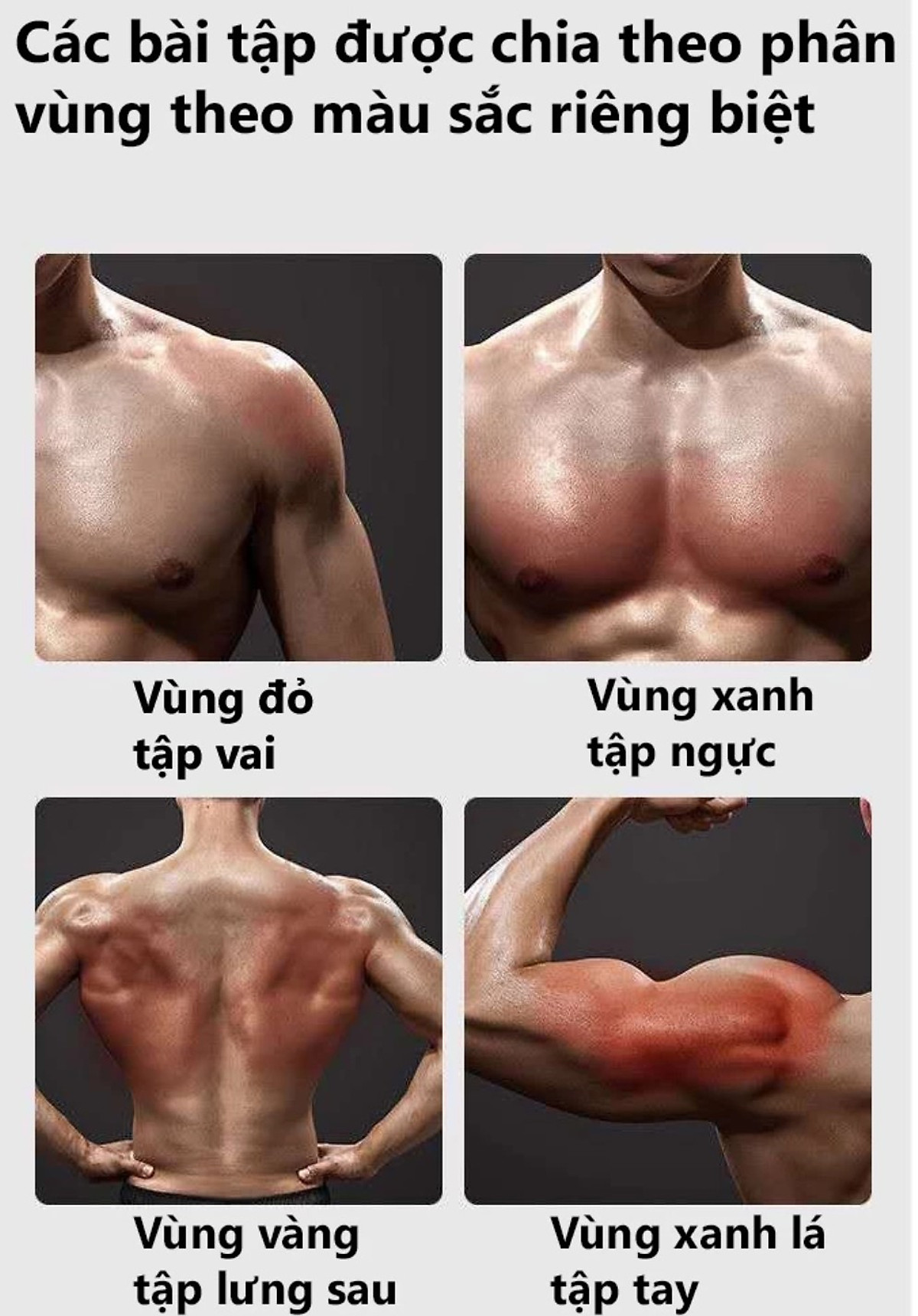 Bảng Dụng Cụ Tập Hít Đất , Tập Chống Đẩy Theo Màu Sắc, Mỗi Màu Sắc Sẽ Tương Ứng Với Bài Tập Khác Nhau Thiết Kế Dày Nhiều Bài Tập - Hàng Chính Hãng BORO SPORT