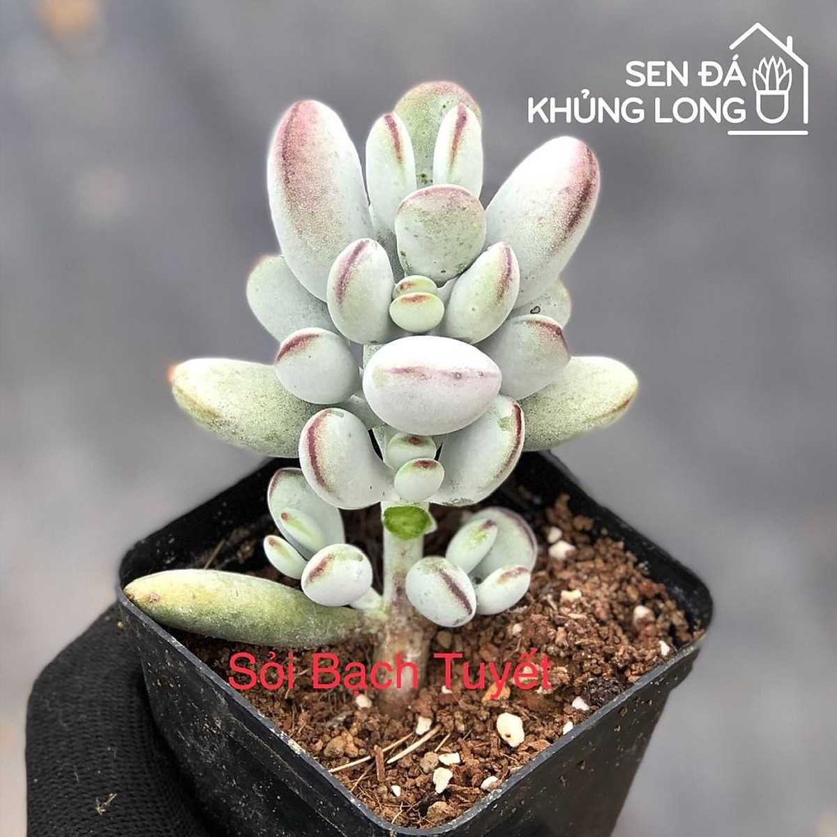 Sen Đá Sỏi Bạch Tuyết - Cotyledon Orbiculata CV - Ngoại thất sân ...