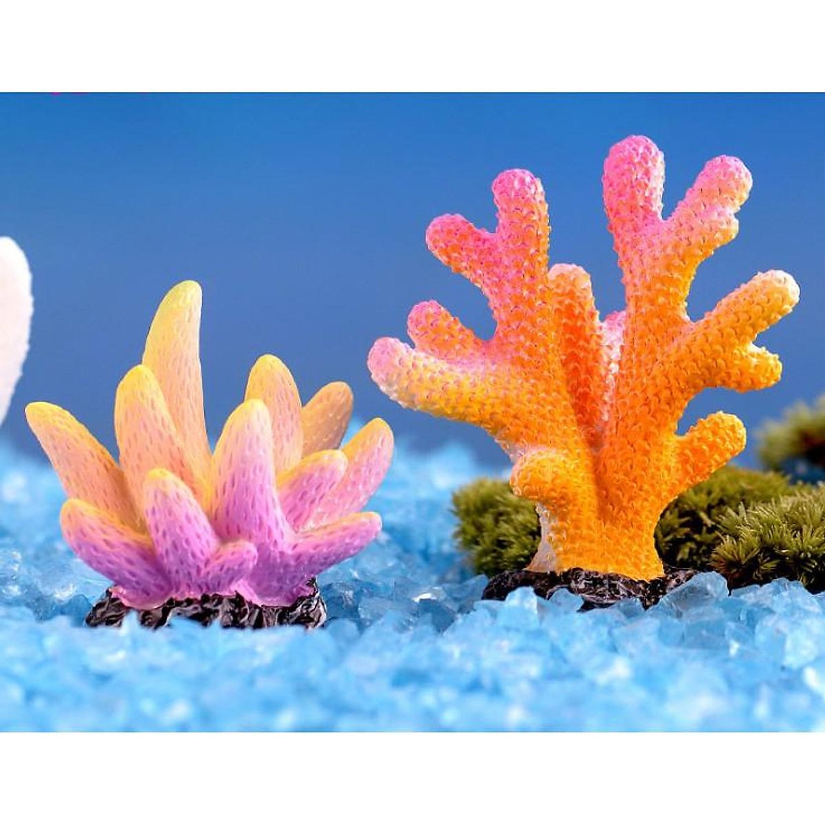 Chiêm ngưỡng vẻ đẹp của các rạn san hô  Phượt