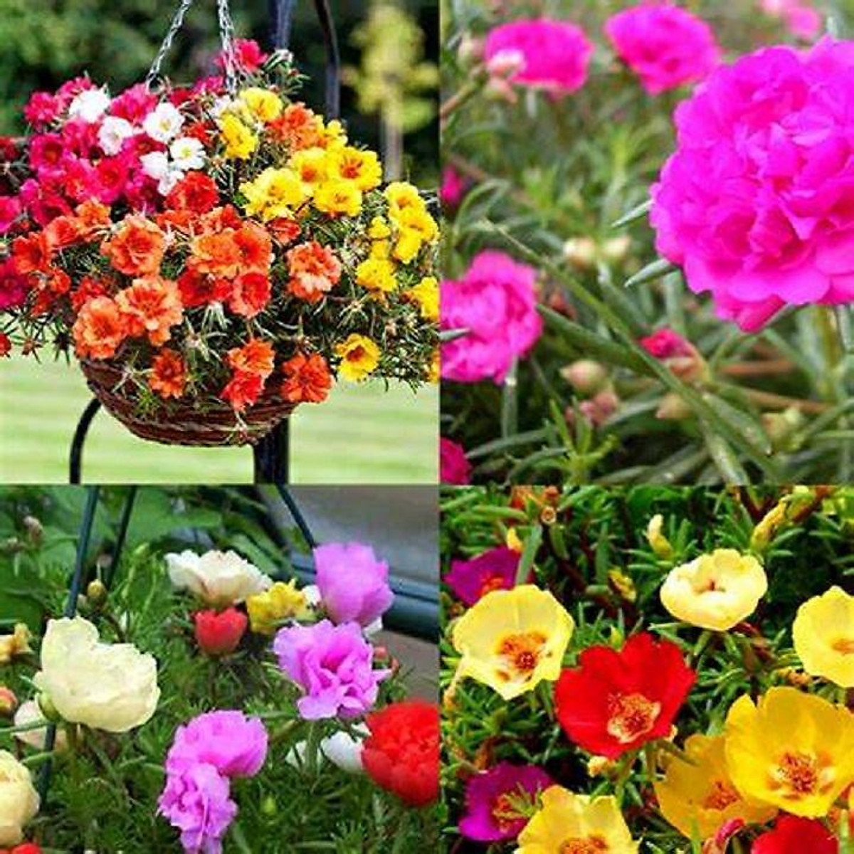 Hoa Mười Giờ  Cách Trồng Chăm Sóc Và Những Hình Ảnh Đẹp Nhất  Hello Hoa