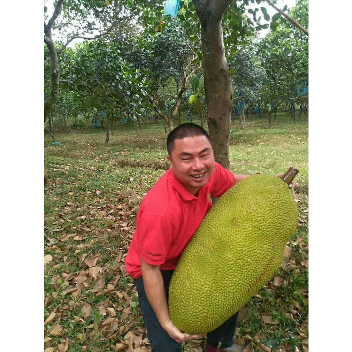 Cây mít malaysia trái dài khổng lồ -Không giao dc 19 tỉnh Miền Nam