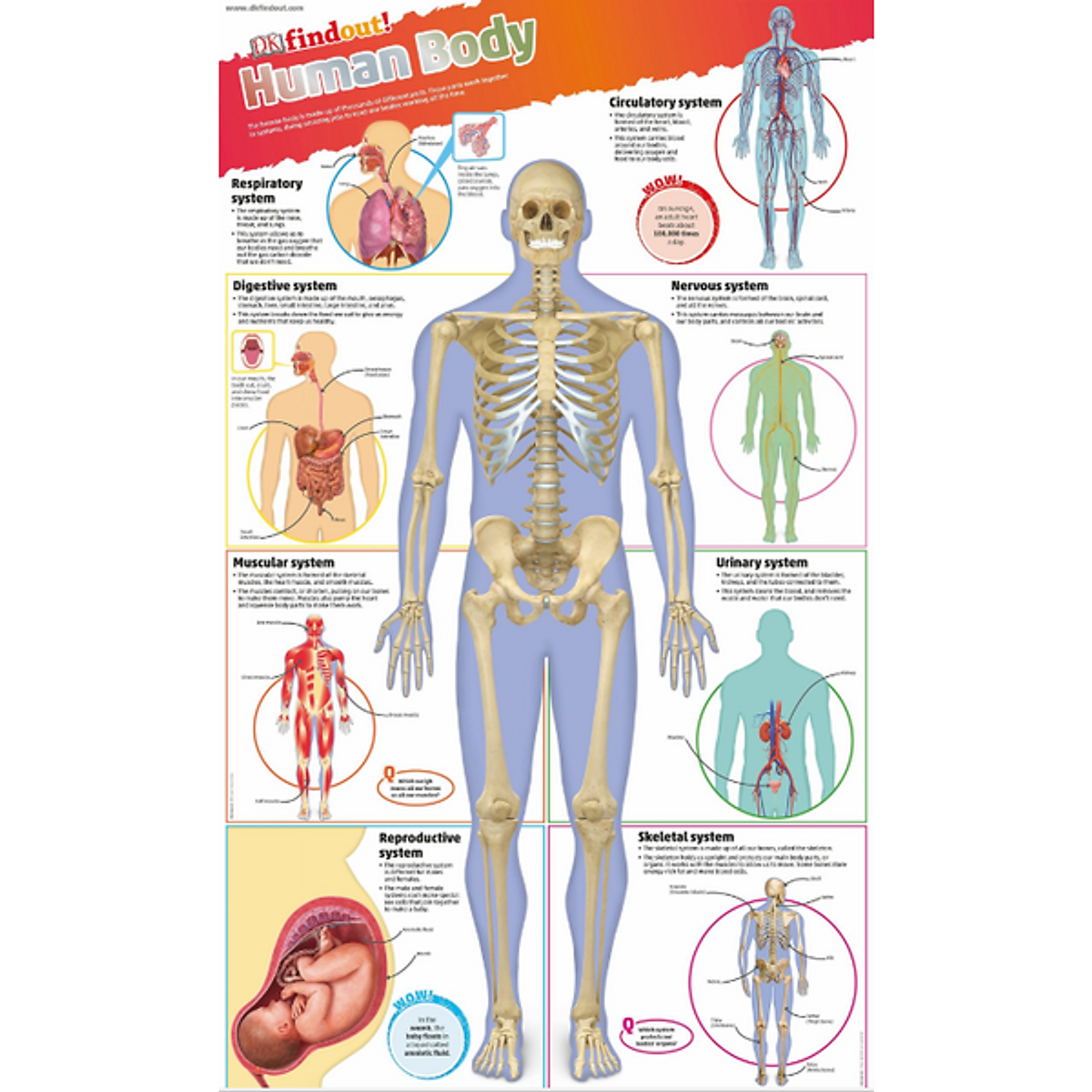 DKfindout! Human Body Poster