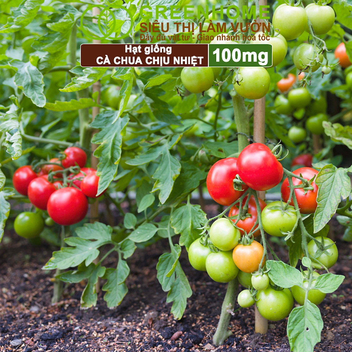 Hạt Giống Cà Chua Greenhome, Gói 0.1gr, Chịu Nhiệt, Trồng Chậu, Ra Nhiều Quả, Cây Sinh Trưởng Nhanh T15