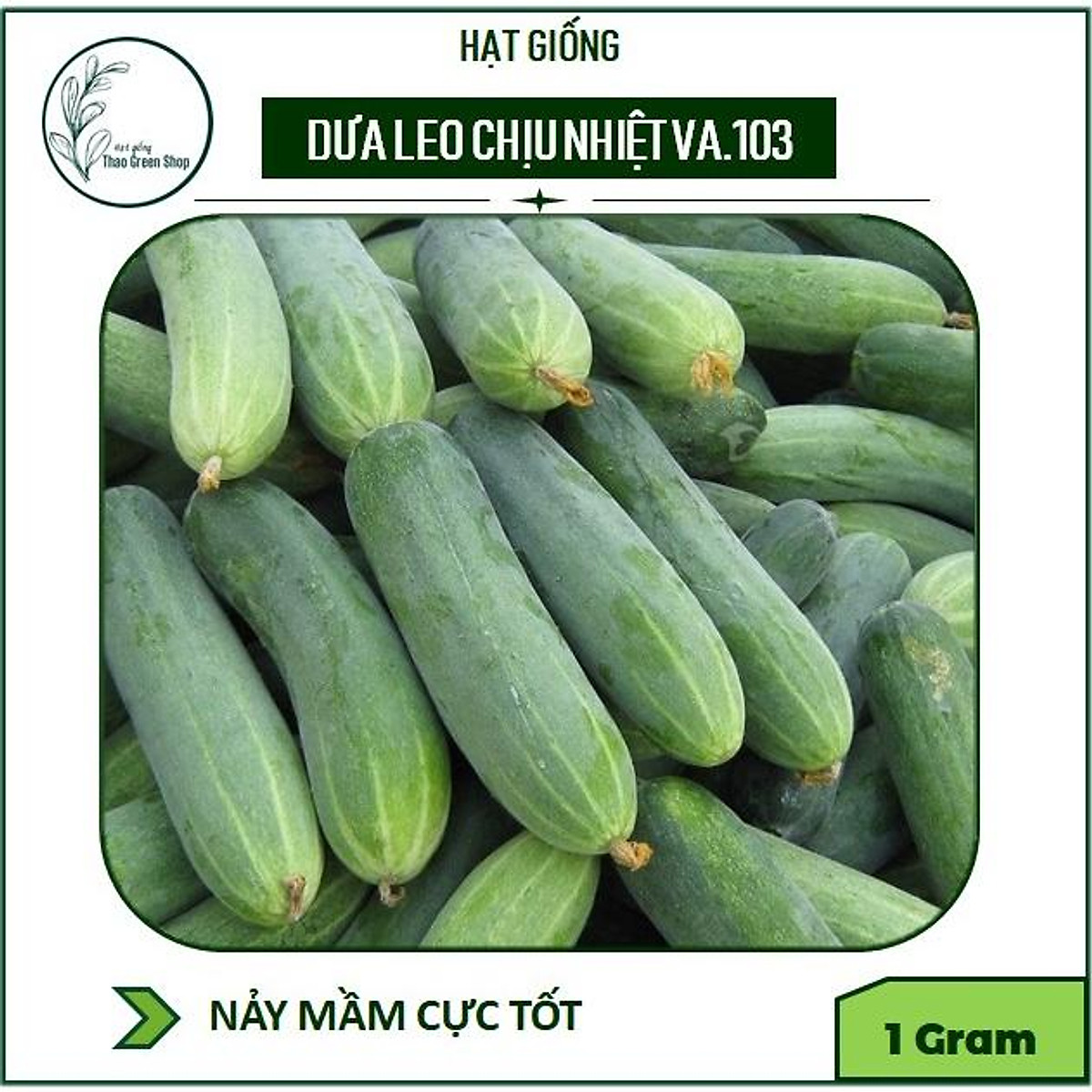 DƯA LEO XANH - DƯA CHUỘT XANH (CUCUMBER - VA.103) - Hạt giống