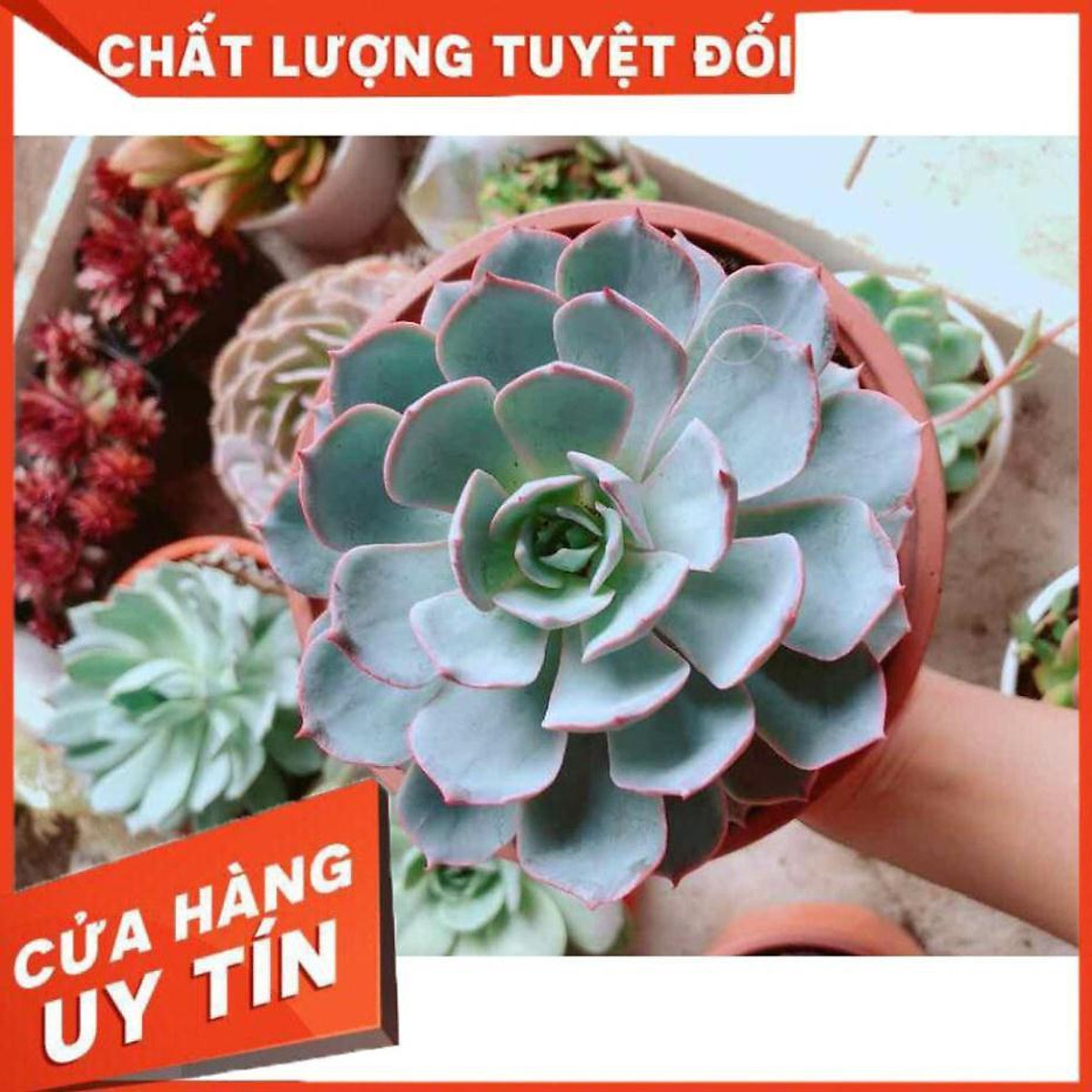 Sen đá hồng phấn size đại Nhiều Người Mua - Cây cảnh