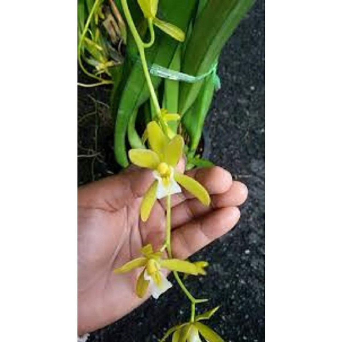 Mua CHẬU LAN KIẾM XANH THÁI LAN , MẶT HOA ĐỘT BIẾN, BẢO HÀNH MẶT HOA THEO YÊU CẦU + Tặng 01 cây dâu da đất( bòn bon) tại Shop Hoa Cây Mua Chậu Lan Kiếm Xanh Thái Lan , Mặt Hoa Đột Biến, Bảo Hành Mặt Hoa Theo Yêu Cầu + Tặng 01 Cây Dâu Da Đất( Bòn Bon) Tại Shop Hoa Cây