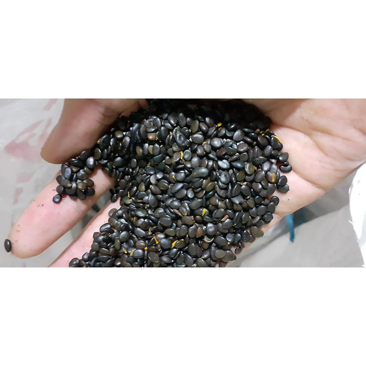 Hạt giống Cây KEO LAI [ 1 kg hạt mới tuyển chọn, tỷ lể nảy mầm cao ].
