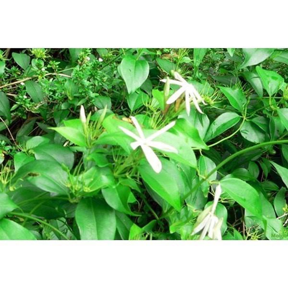 Cao chè vằng lợi sữa thương hiệu Tuệ Minh, hộp 500 gram 20 miếng