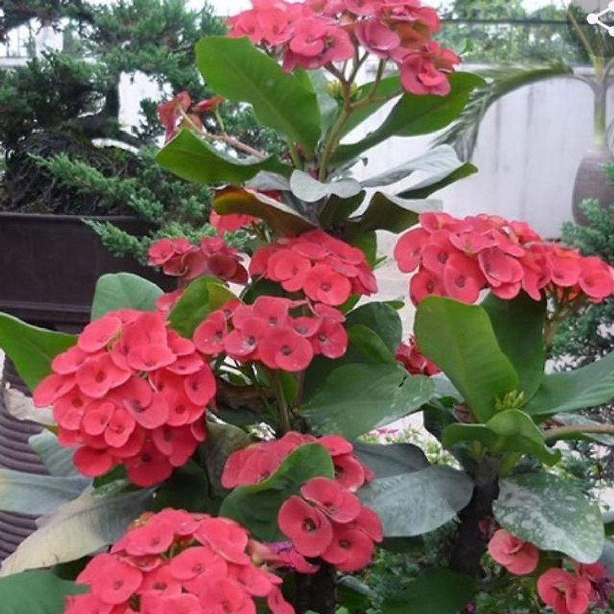 Combo Chậu 3 Cây Hoa Xương Rồng Bát Tiên Cao 40_50Cm Chuẩn Bị Có Hoa | Shop Cây Giống Đức Tuân | Tiki