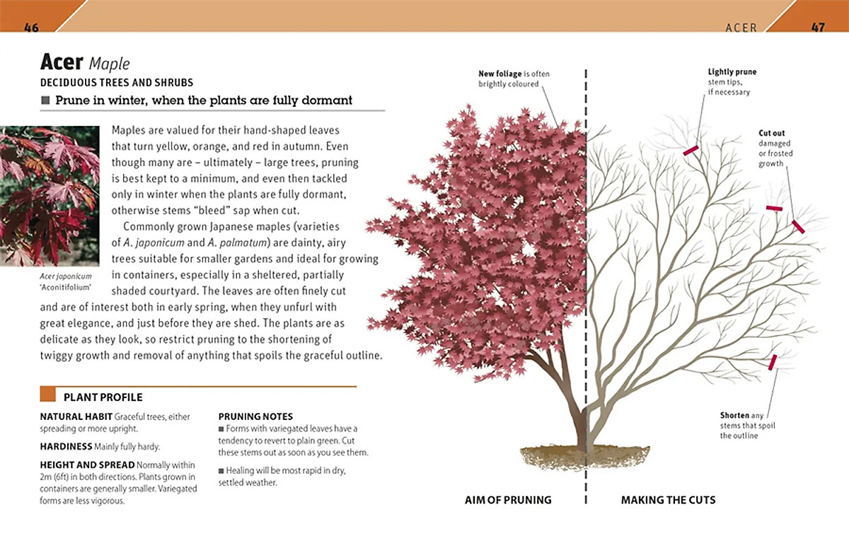 RHS Pruning Plant By Plant