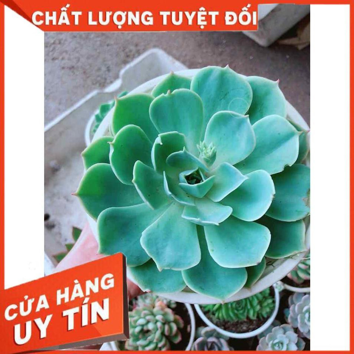 Sen đá xanh đất Nhiều Người Mua - Cây cảnh