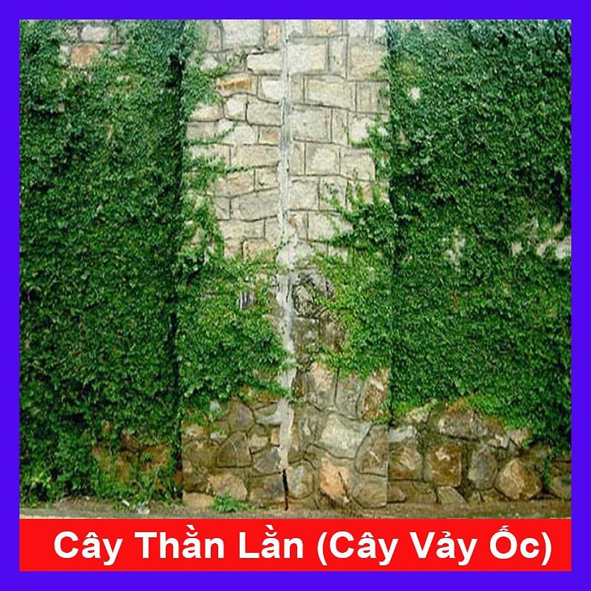 Cây vảy ốc - cây thằn lằn leo tường - cây cảnh sân vườn + tặng ...