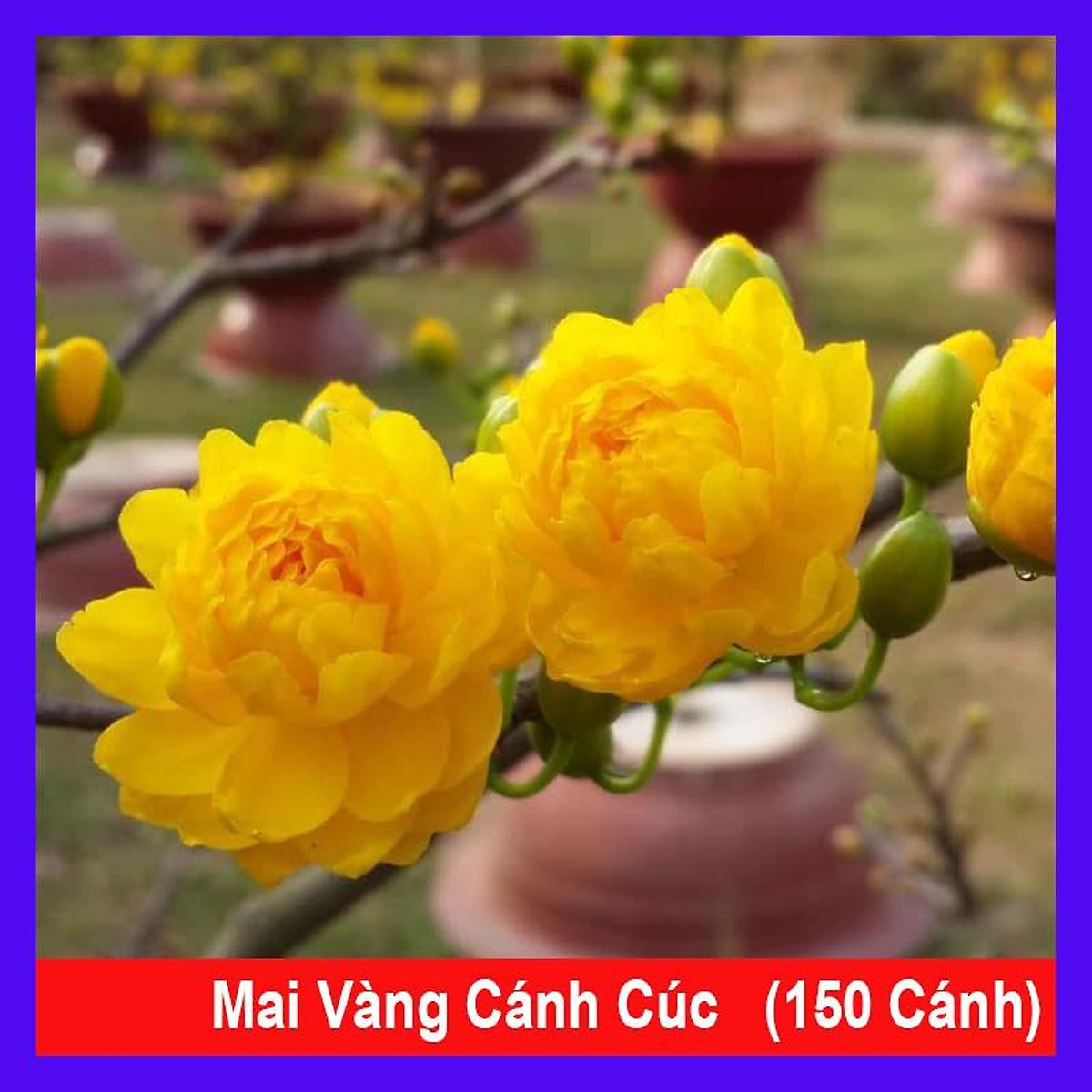 Cây mai vàng cánh cúc 150 cánh - Cây cảnh sân vườn - Cây cảnh