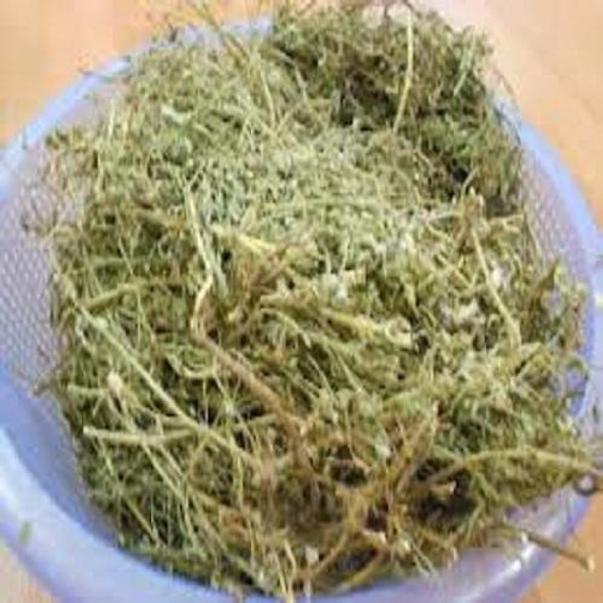 Cây chó đẻ - Diệp hạ châu 1kg - Cây cảnh