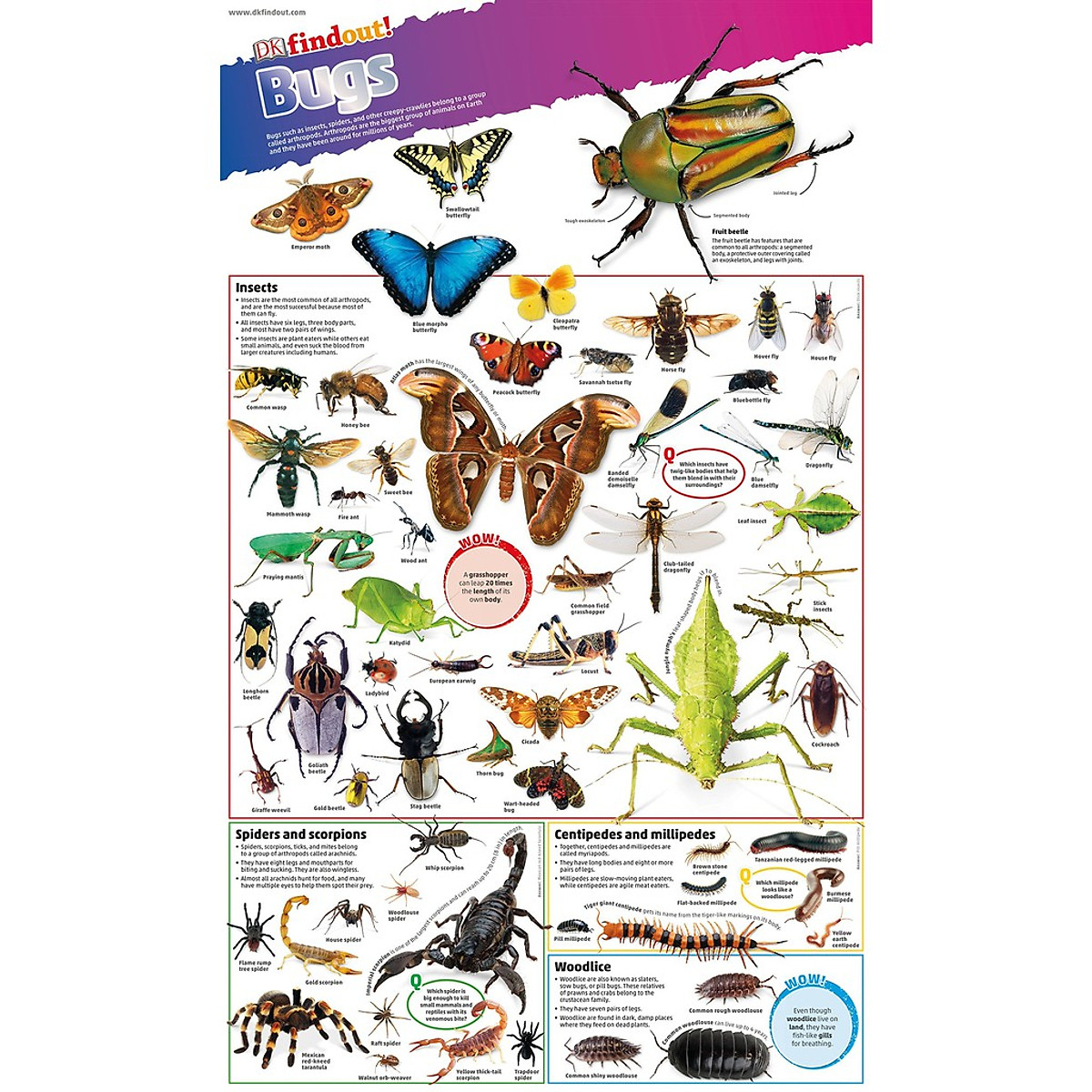 Sách : DKfindout! Bugs Poster - 50 Loài côn trùng giúp bé khám phá thế giới, Dành cho trẻ từ 5 tuổi - Nhà sách giáo dục quốc tế