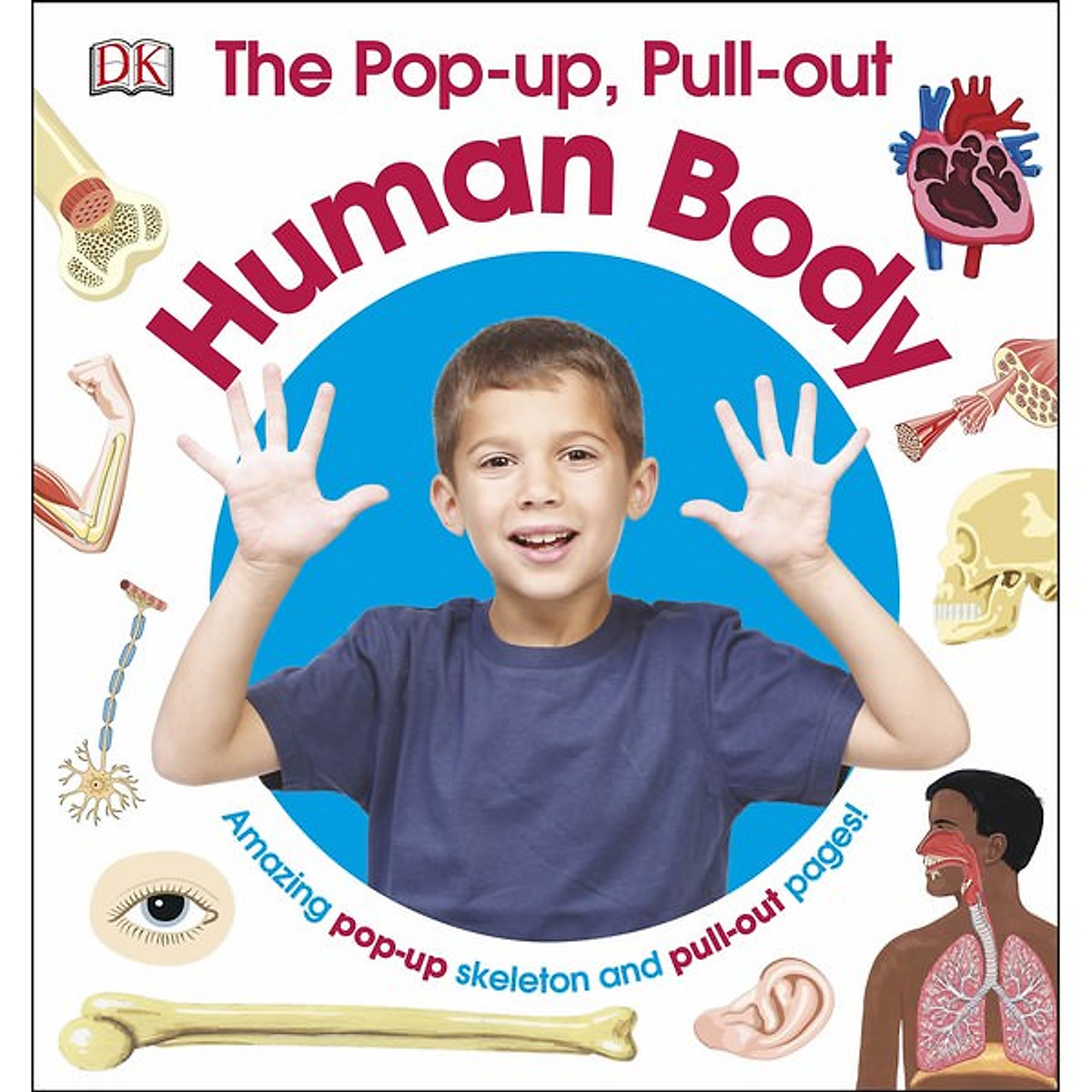 The Pop-Up, Pull-Out Human Body