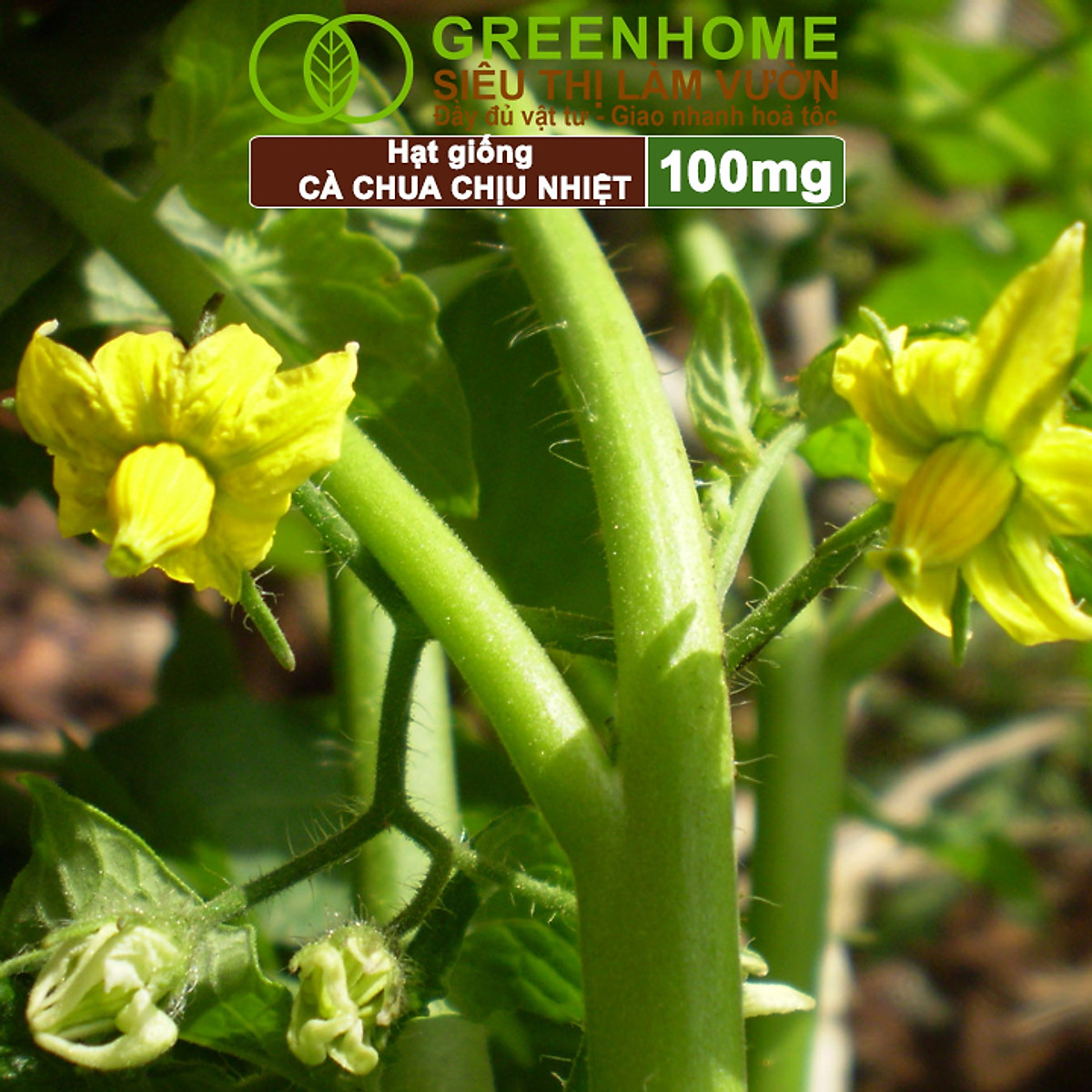 Hạt Giống Cà Chua Greenhome, Gói 0.1gr, Chịu Nhiệt, Trồng Chậu, Ra Nhiều Quả, Cây Sinh Trưởng Nhanh T15