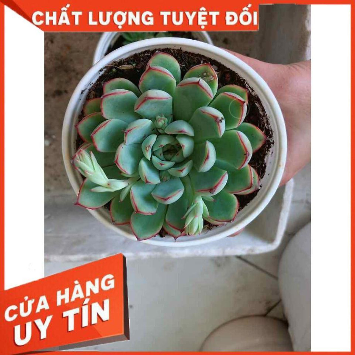 Sen đá viền hồng kèm chậu sứ trắng Nhiều Người Mua - Cây cảnh