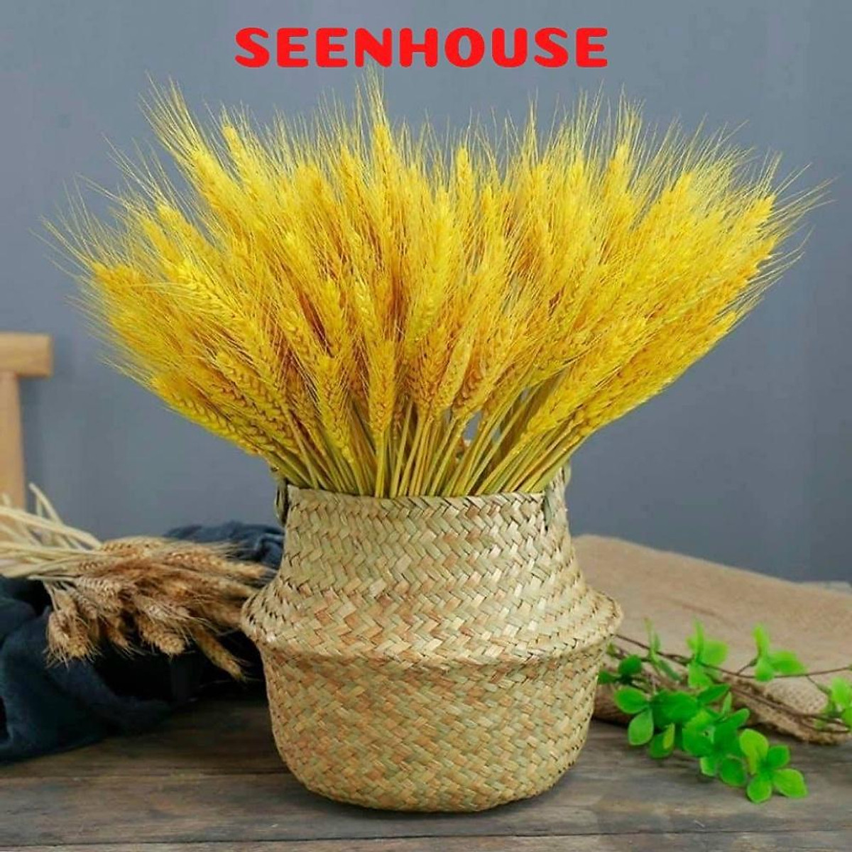 Bó Hoa 100 Bông Lúa Mạch Khô Decor Trang Trí - Hoa trang trí
