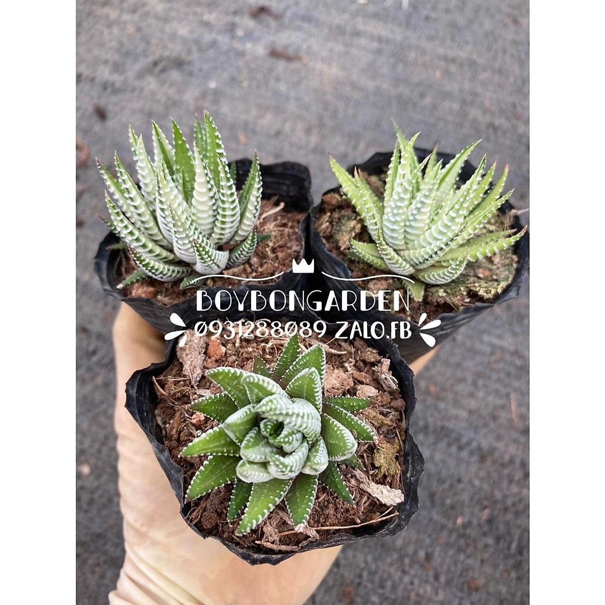 Mua CÂY SEN ĐÁ MÓNG RỒNG VAR TRẮNG NHỎ-HÀNG SẴN tại BOYBON Garden