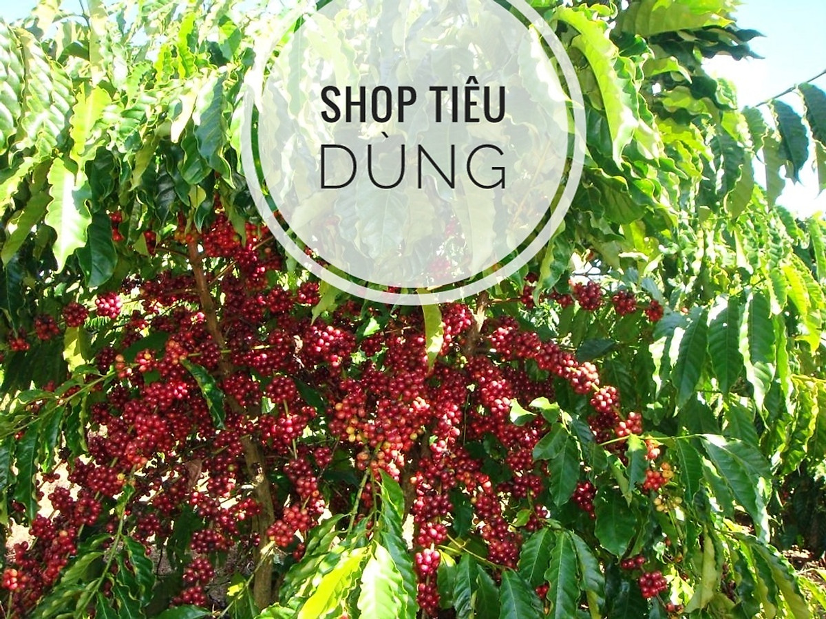500g) Cà phê Robusta nguyên chất rang BƠ 100% - Robusta Buôn Ma ...