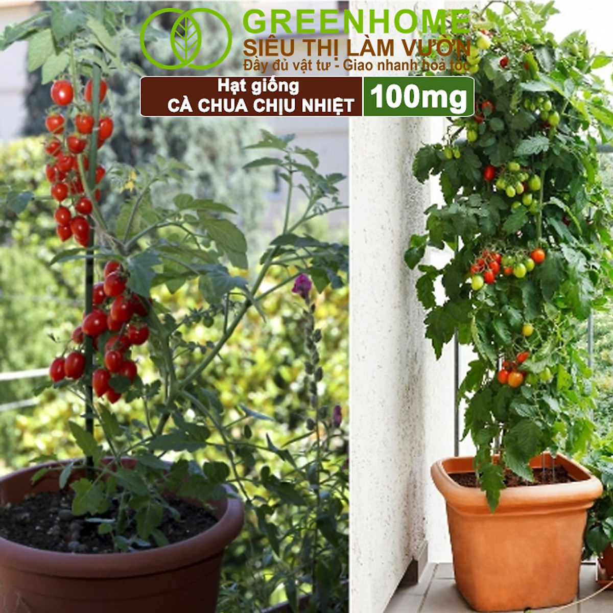 Hạt Giống Cà Chua Greenhome, Gói 0.1gr, Chịu Nhiệt, Trồng Chậu, Ra Nhiều Quả, Cây Sinh Trưởng Nhanh T15