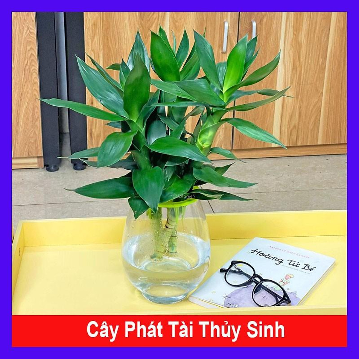 Cây phát tài thuỷ sinh - cây cảnh để bàn mang lại may mắn, bình an và