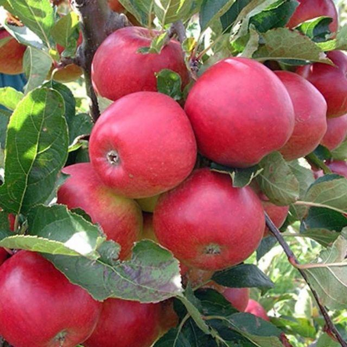 Cây táo đỏ - Cây cảnh