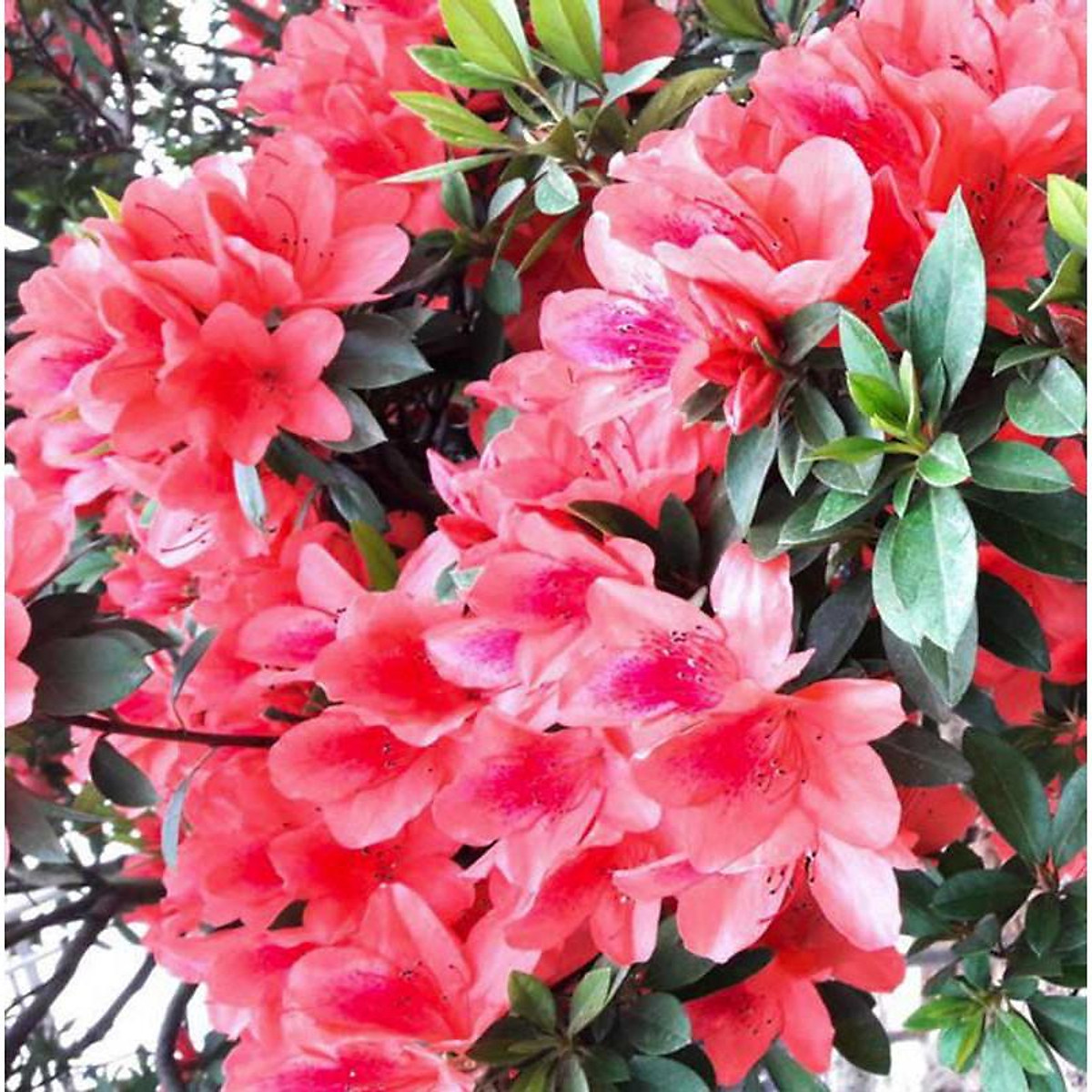 Hình ảnh hoa Đỗ Quyên đẹp