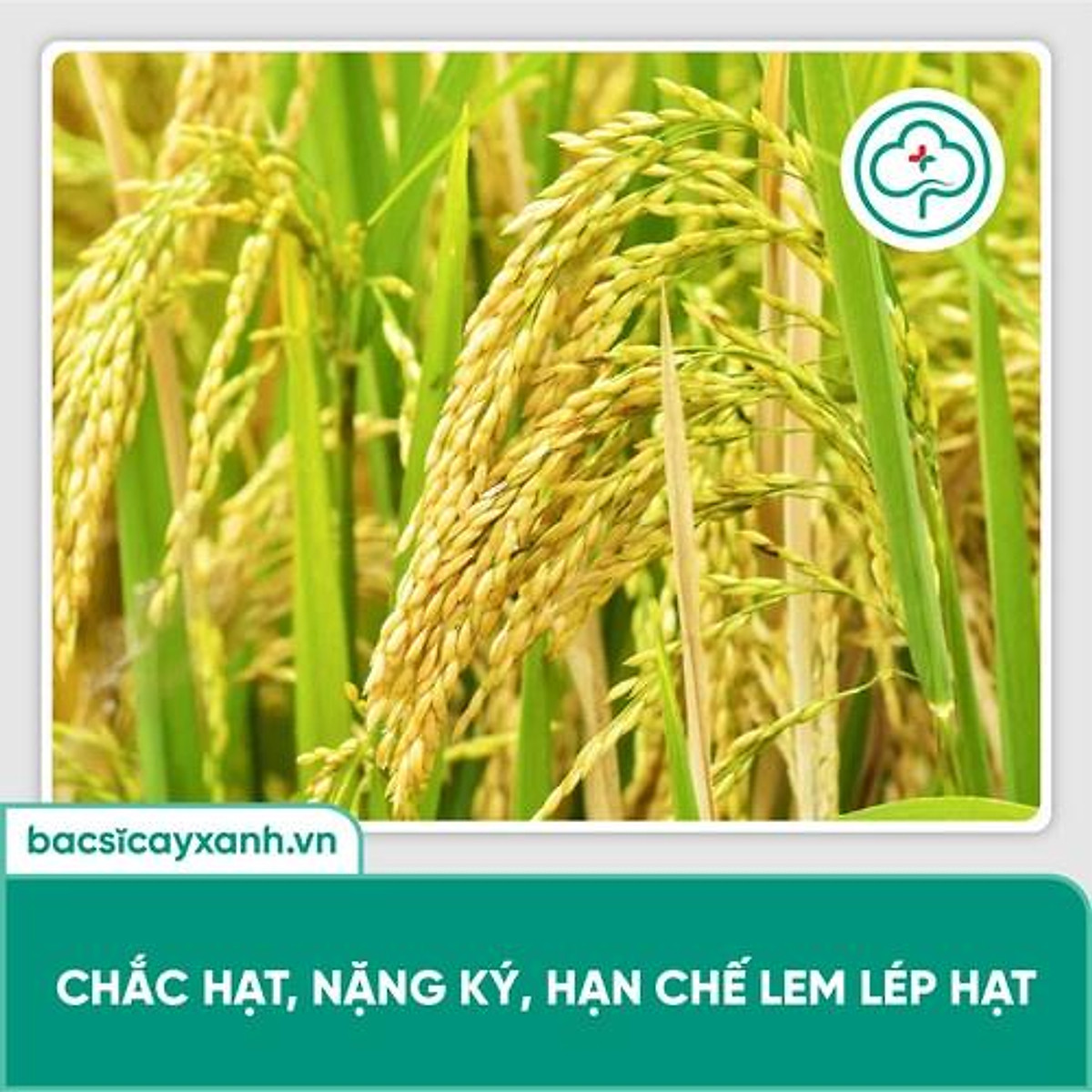 Phân bón lá cây lúa vô gạo nhanh, chắc hạt, trổ đều, trổ thoát ...