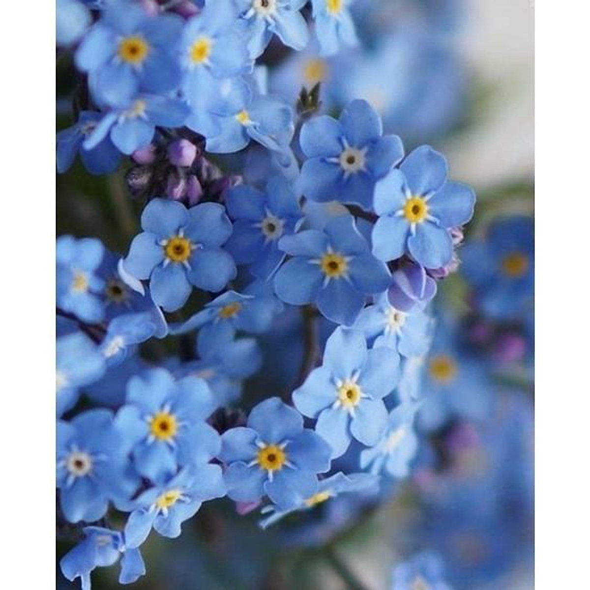 Mua HẠT GIỐNG HOA LƯU LY ( Forget Me Not)– 50 HẠT/GÓI- Đức | Tiki Mua Hạt Giống Hoa Lưu Ly ( Forget Me Not)– 50 Hạt/Gói- Đức | Tiki