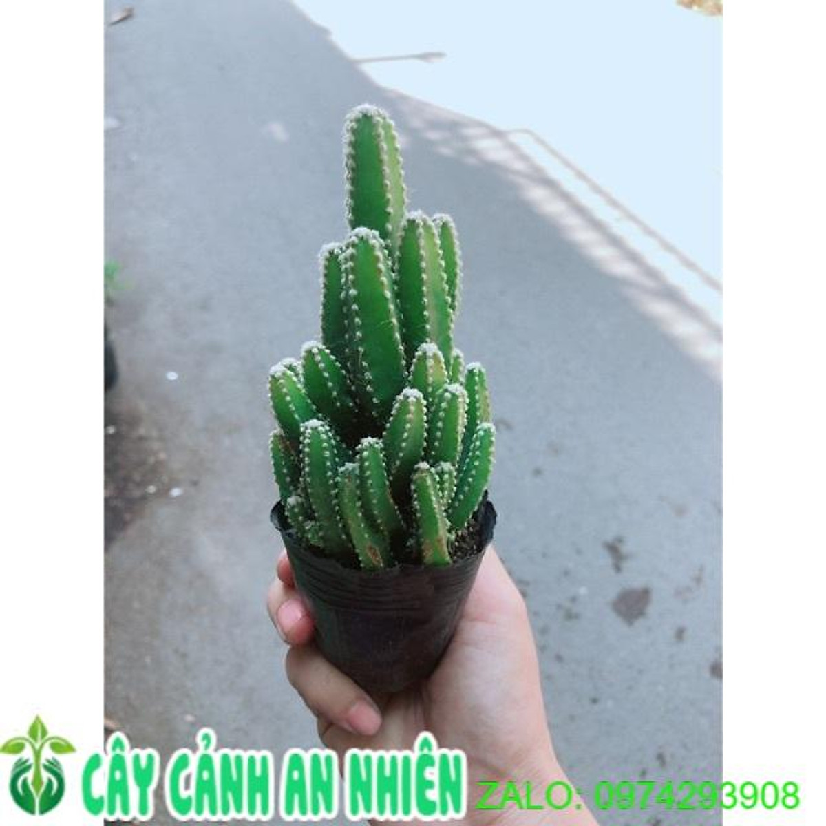 Xương Rồng Thanh Sơn - Cây Cảnh