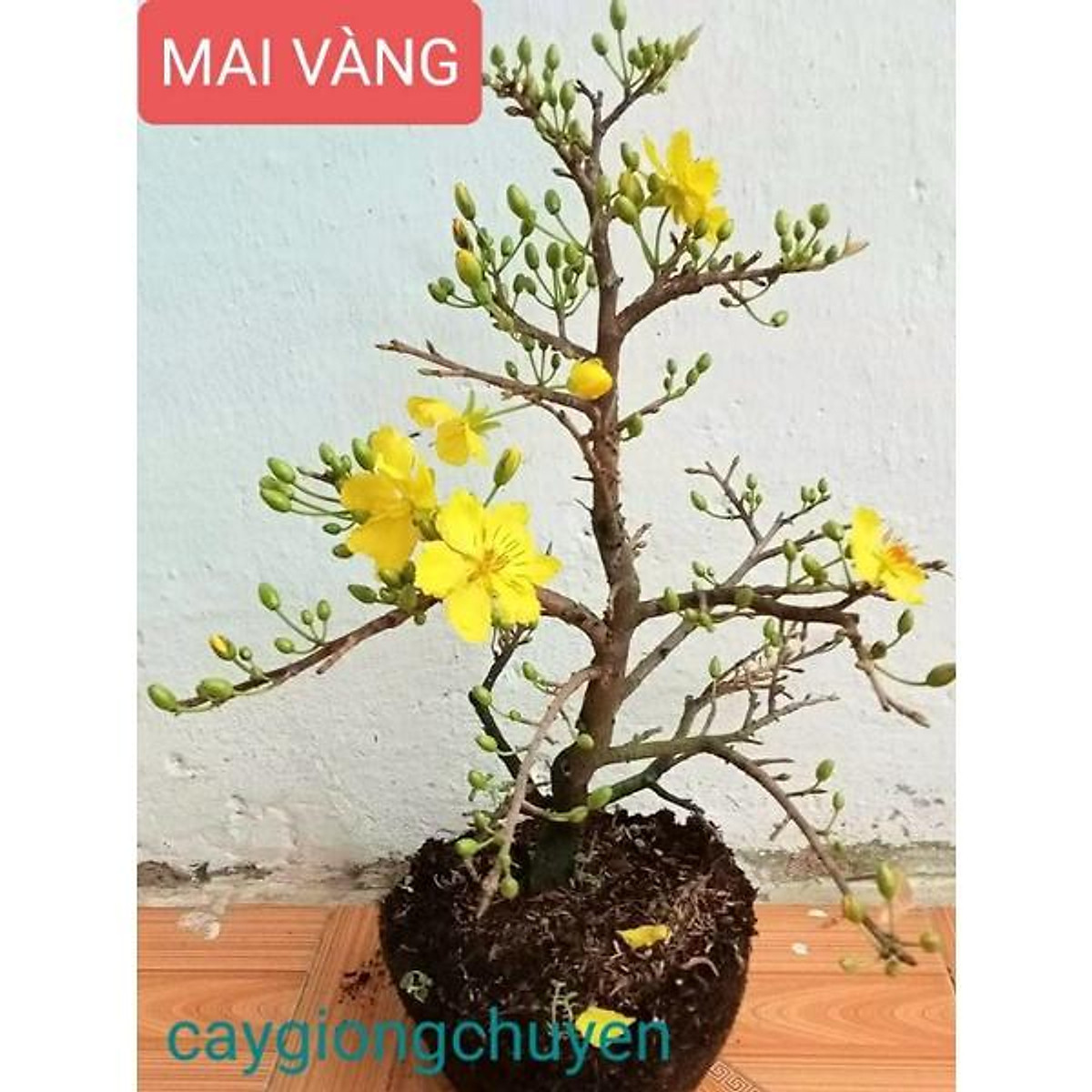 HOA MAI VÀNG SẴN NỤ ĐÓN TẾT - Cây cảnh