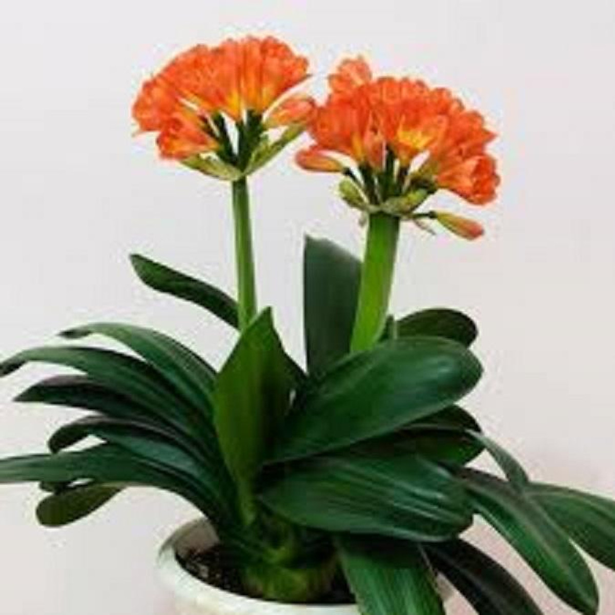 Фото Kaffir Lily Clivia