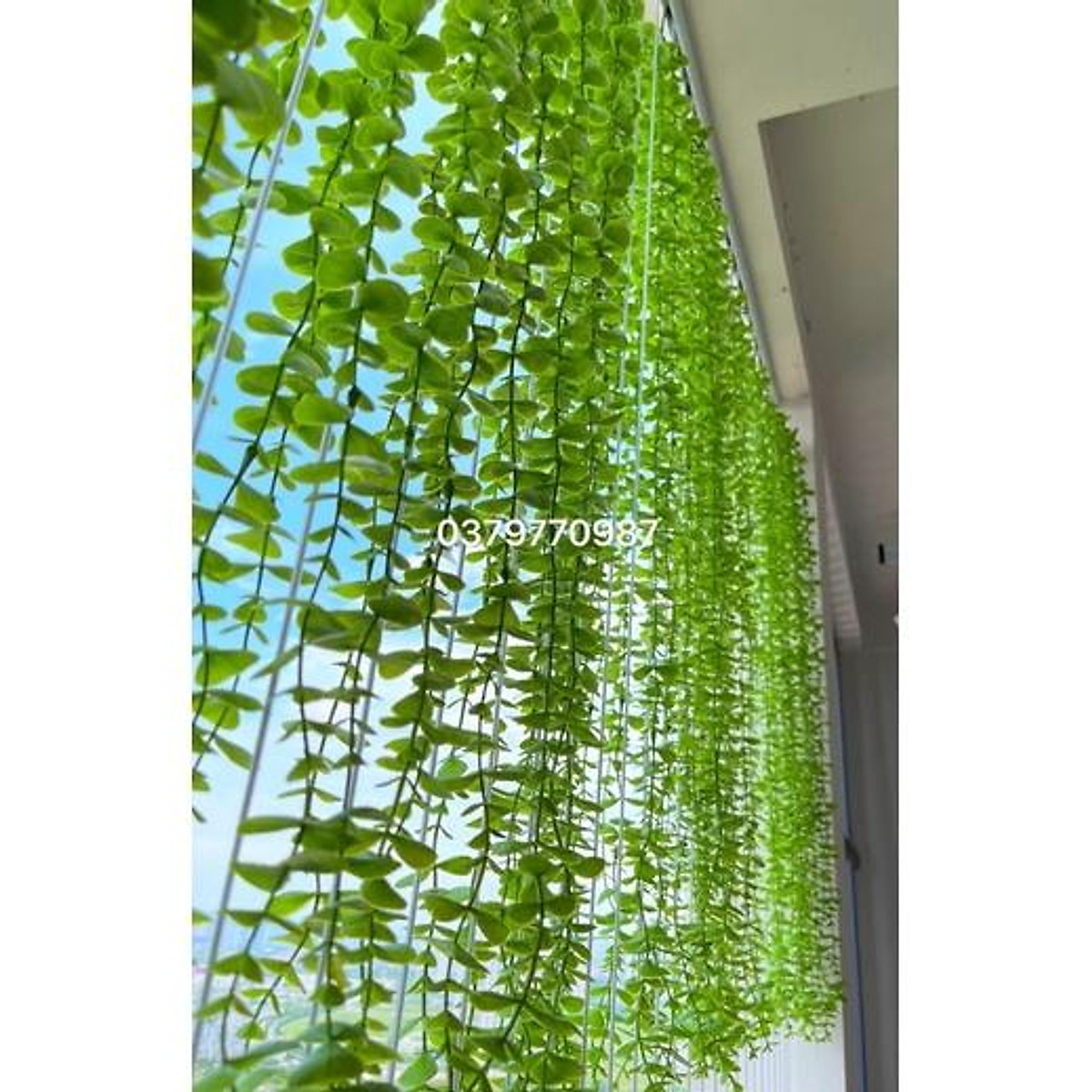 Dây leo giả cúc tần ấn độ Lá To dài 1m2- Cây giả - Hoa trang trí Dây Leo Giả Cúc Tần Ấn Độ Lá To Dài 1M2- Cây Giả - Hoa Trang Trí