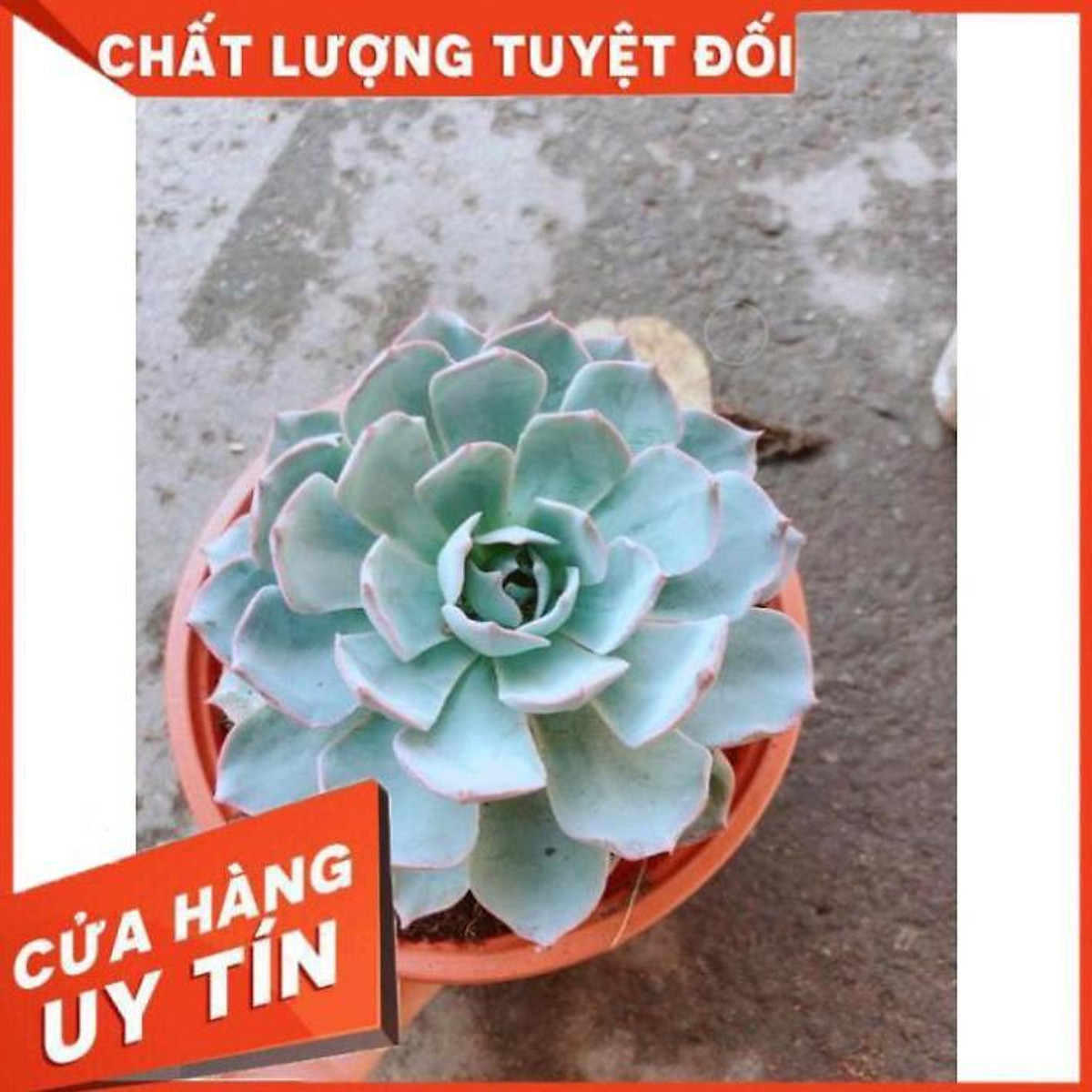 Chậu Sen Đá Hồng Phấn Lớn Nhiều Người Mua - Cây cảnh