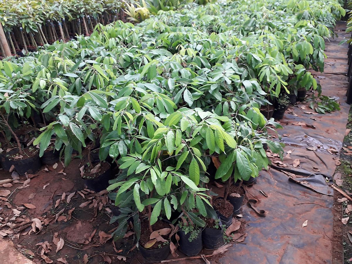 Mua CÂY GIỐNG NHÃN PHÁT TÀI.