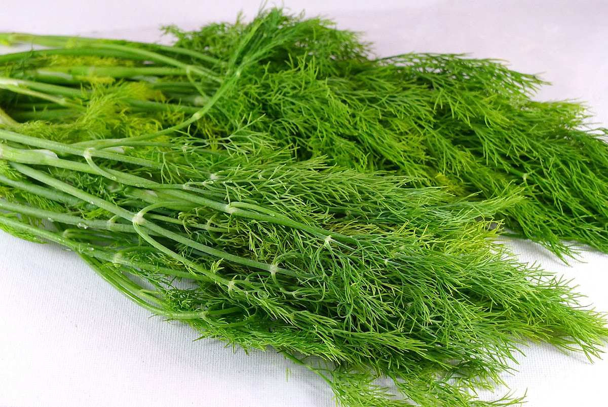 Hạt giống Thì Là bốn mùa VTS83 - Hạt giống
