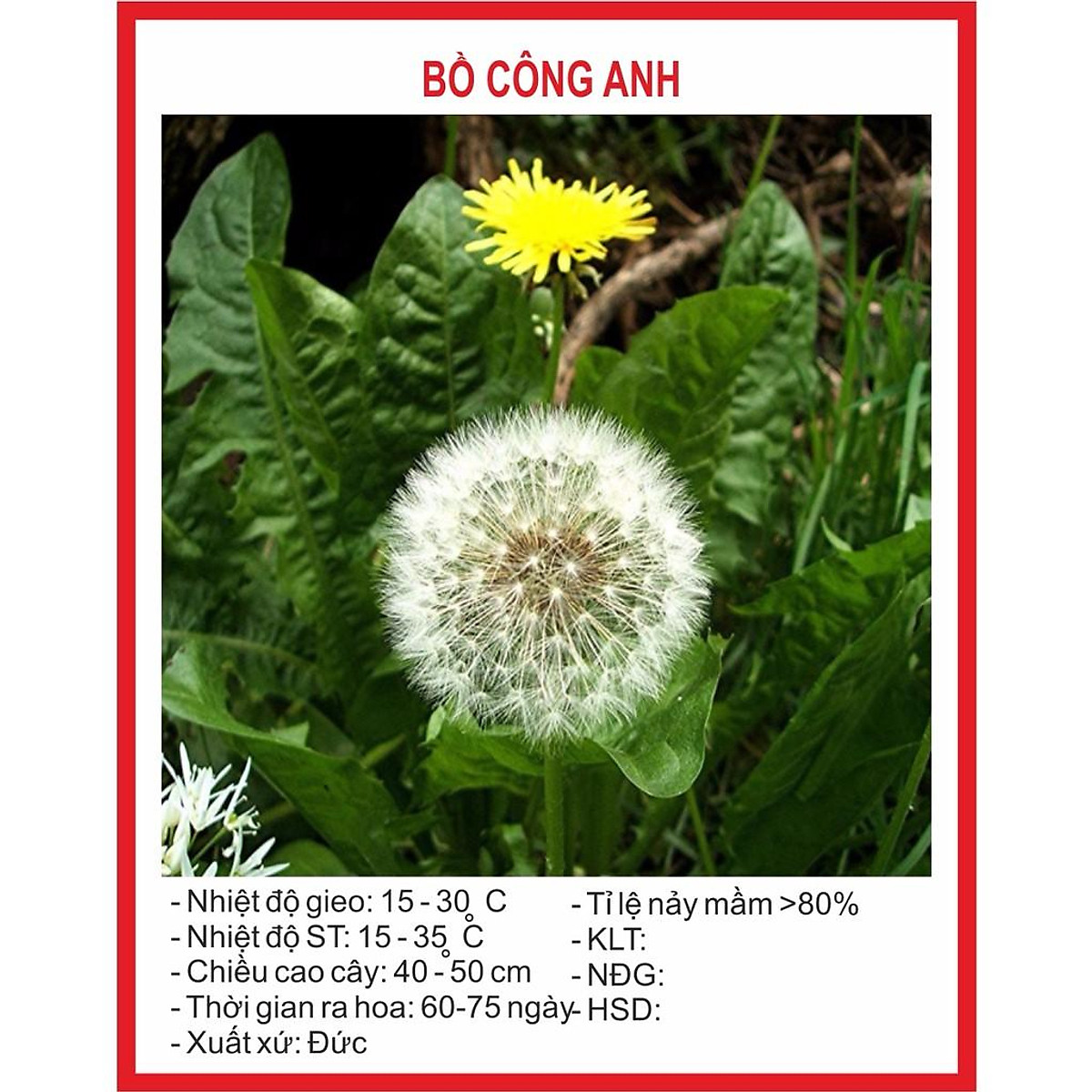 Hạt giống hoa Bồ Công Anh 100 Hạt - Hạt giống