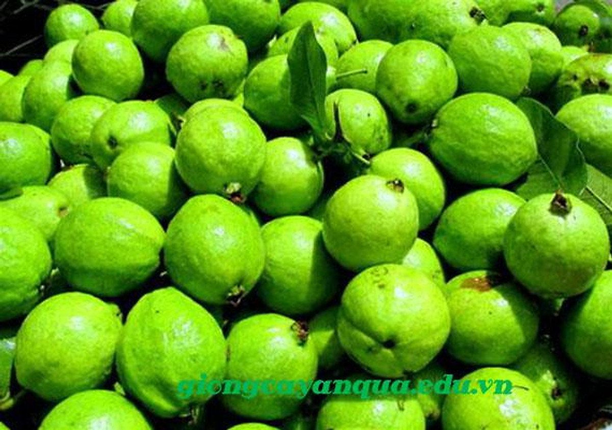 4 KG QUẢ ỔI SẺ RỪNG. [ ỔI SẺ RỪNG TỨ QUÝ ruột trắng ] [ vị giòn ngon
