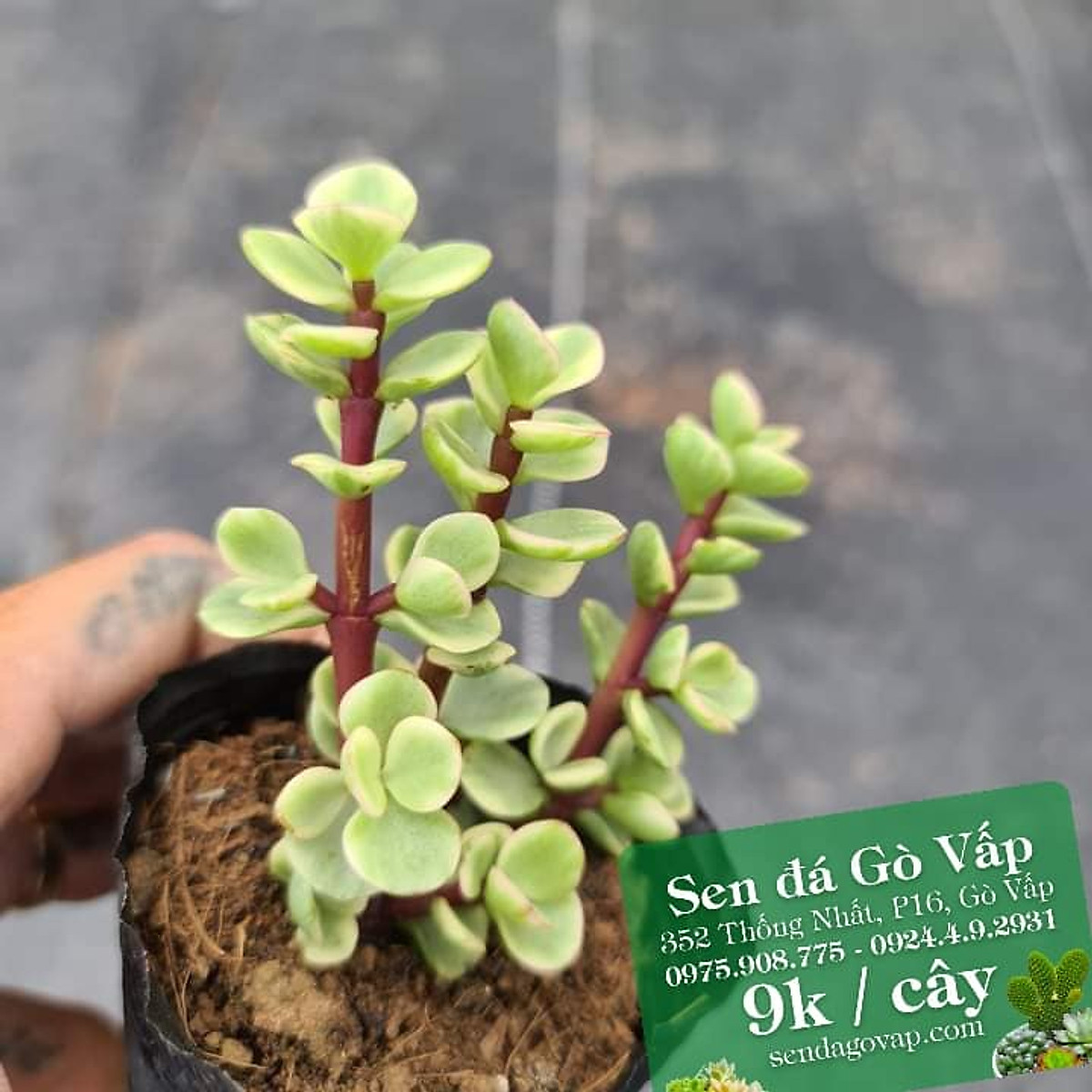 Mua Sen đá Đô la trắng sen đá gò vấp sen đá giá rẻ tại Sen đá Gò Vấp Sài Gòn Mua Sen Đá Đô La Trắng Sen Đá Gò Vấp Sen Đá Giá Rẻ Tại Sen Đá Gò Vấp Sài Gòn