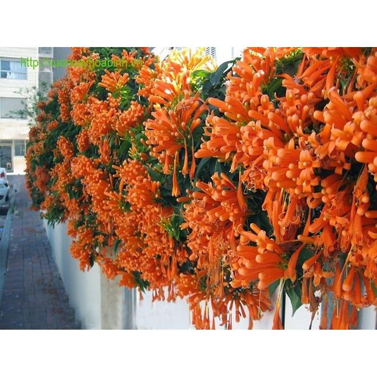 Cây Giống Hoa Leo Chùm Ớt (Hoa Leo Rạng Đông, Hoa Lửa ) | Tiki